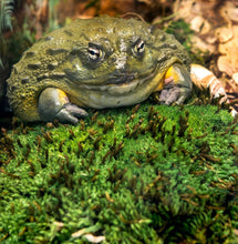 Load image into Gallery viewer, Galapagos Royal Pillow Moss Clumps
