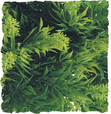 Zoo Med Natural Bush Plants, Malaysian Fern