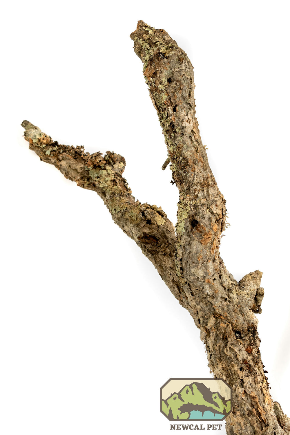 NewCal Cork Branch, Thick