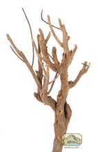 Load image into Gallery viewer, NewCal Curry Tree Branch, 12-19&quot;
