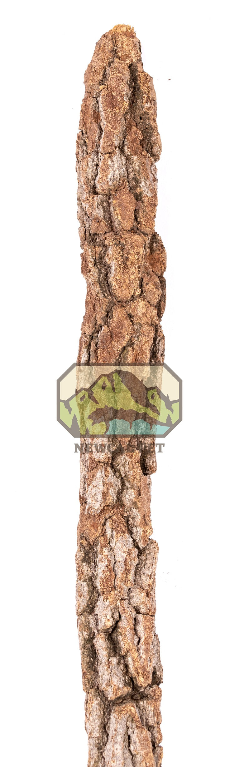 NewCal Galho Estrela Natural Cork Branch (1-1.5