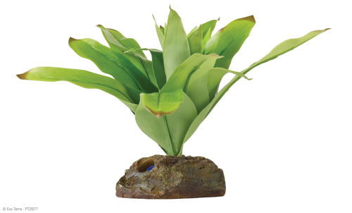 Exo Terra Dart Frog Bromelia **Discontinued**