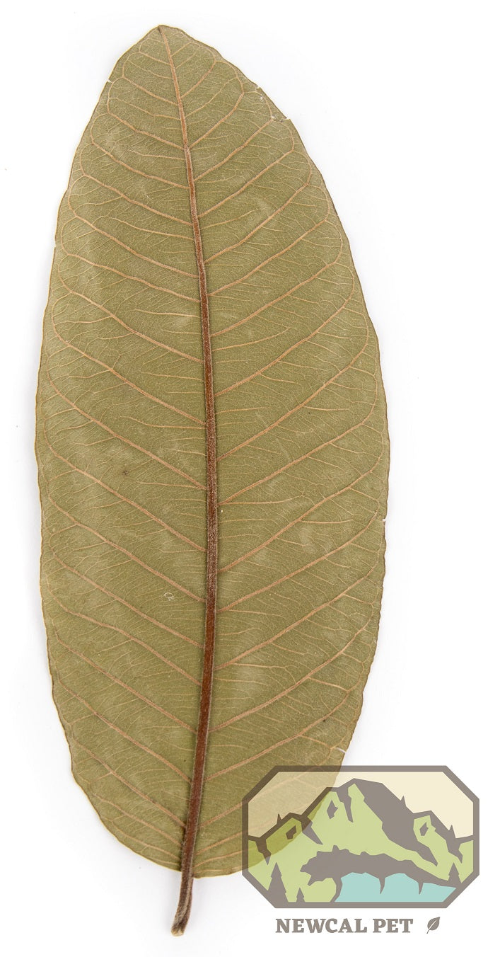 NewCal Guava Leaves, 10 Pack