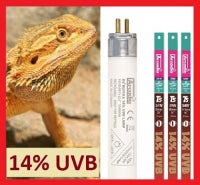 Arcadia T5 HO Dragon Lamp 14% UVB Bulb