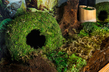 Load image into Gallery viewer, Galapagos Mossy Cave 6&quot;, Diameter for Hiding and Humidity
