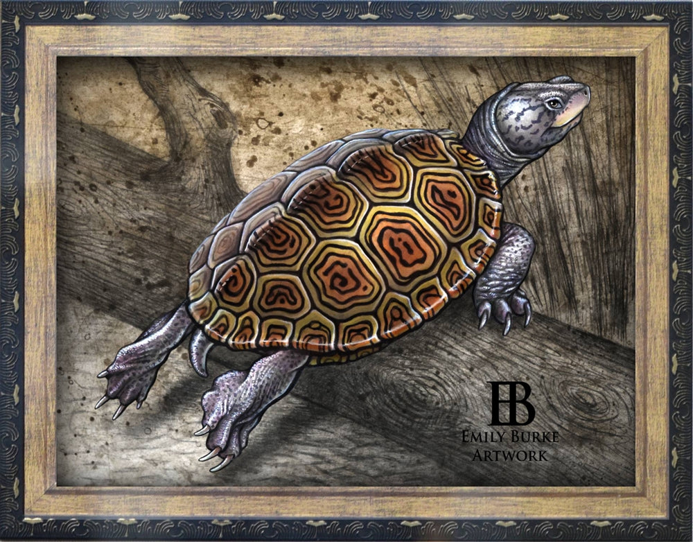 Diamondback Terrapin Print by Emily Burke Artwork