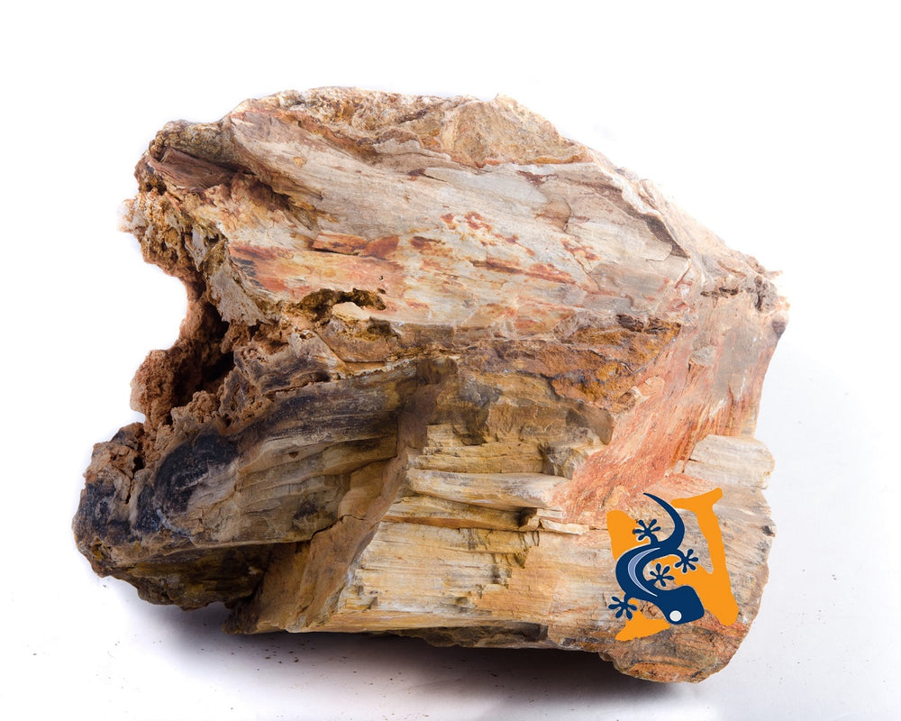 Petrified Wood Rock