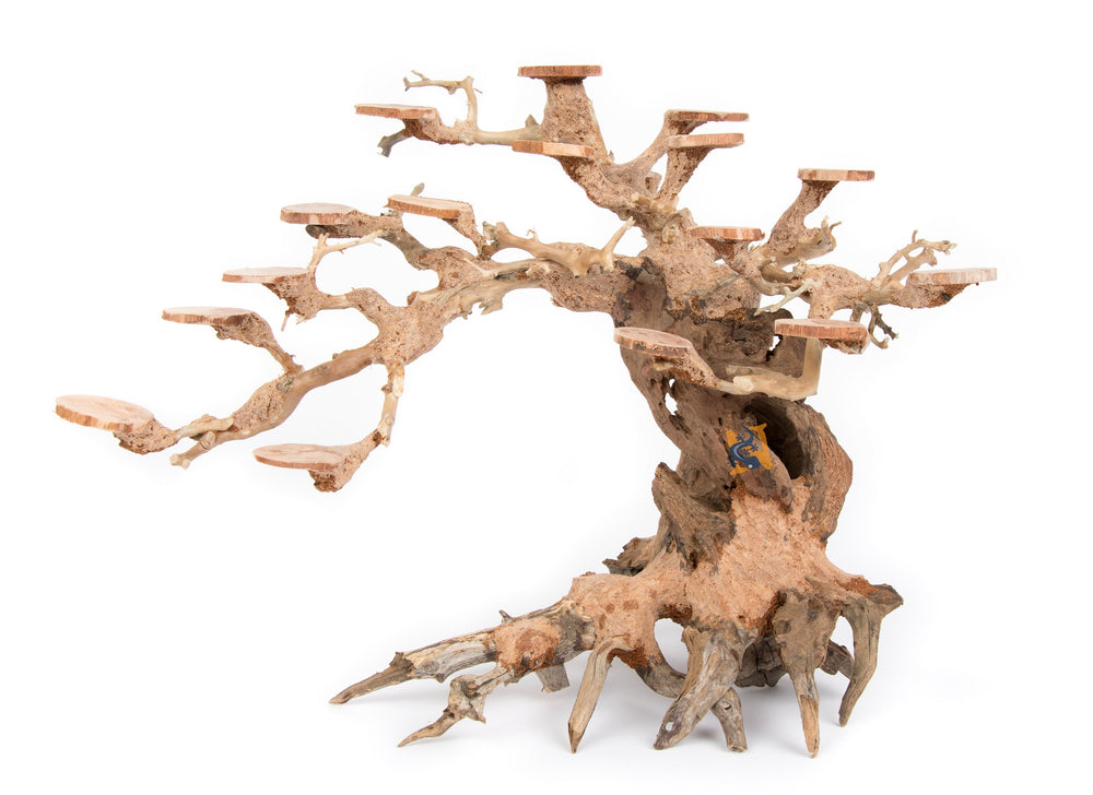 AquaGlobe Rainforest Wood, Show Piece