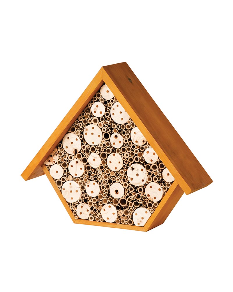 Beneficial Bug House, Aster