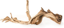 Load image into Gallery viewer, Galapagos Staghorn, Manzanita Root
