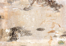 Load image into Gallery viewer, NewCal Birch Bark Sheet
