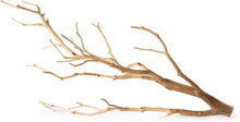 Load image into Gallery viewer, Galapagos Staghorn, Manzanita Branch
