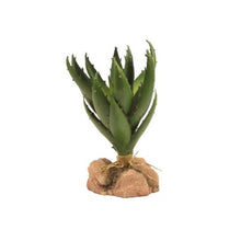 Load image into Gallery viewer, Zoo Med Desert Flora, Green Aloe
