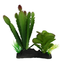 Load image into Gallery viewer, Komodo Cactus and Succulent
