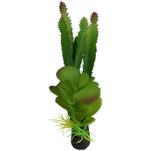 Load image into Gallery viewer, Komodo Cactus and Succulent
