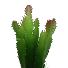 Load image into Gallery viewer, Komodo Cactus and Succulent
