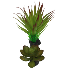 Load image into Gallery viewer, Komodo Succulent
