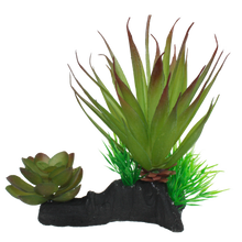 Load image into Gallery viewer, Komodo Succulent
