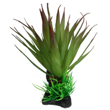 Load image into Gallery viewer, Komodo Succulent
