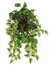 Load image into Gallery viewer, Pangea Hanging Bush Caladium
