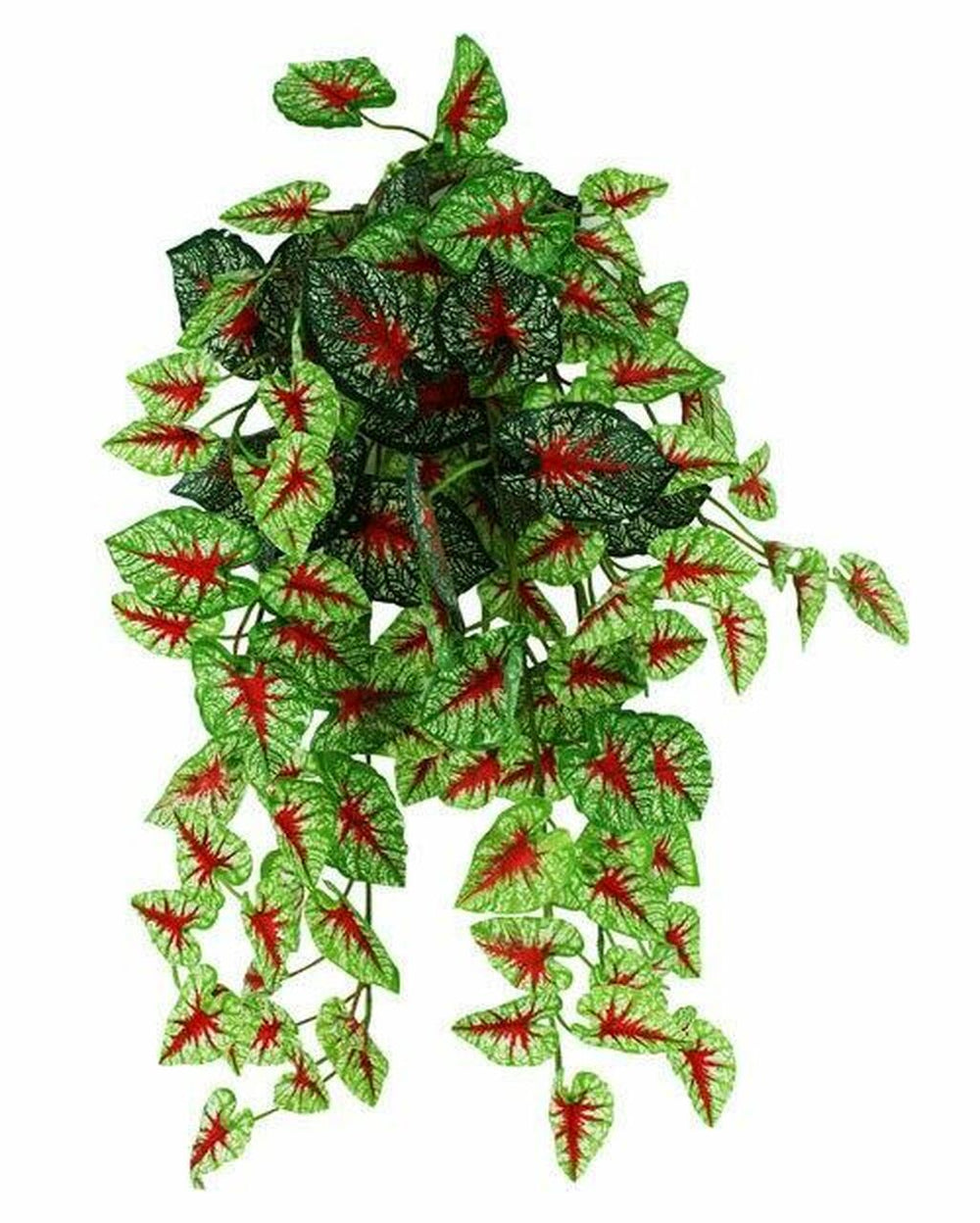 Pangea Hanging Bush Caladium