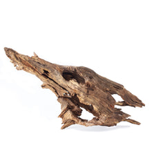 Load image into Gallery viewer, Galapagos Hollow Tree Root 12-16&quot;
