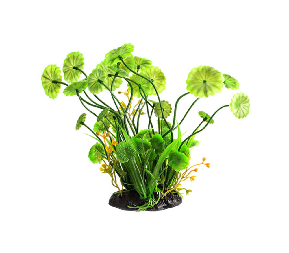 ReptiZoo Plant Hydrocotyle vulgaris 6