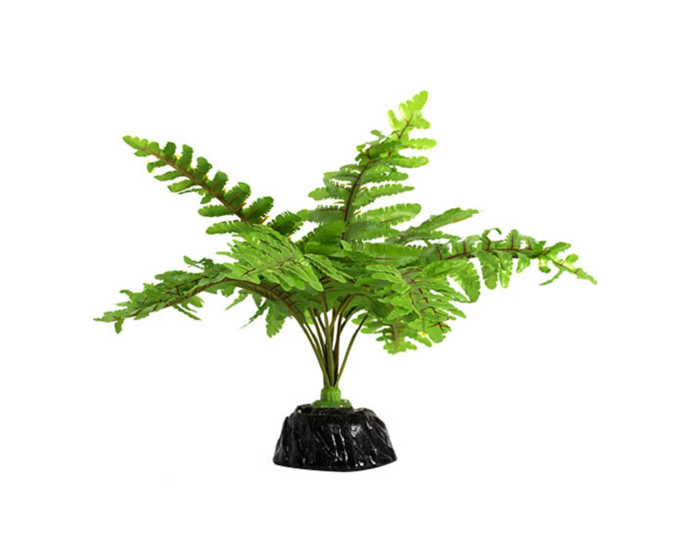 ReptiZoo Boston Fern 6