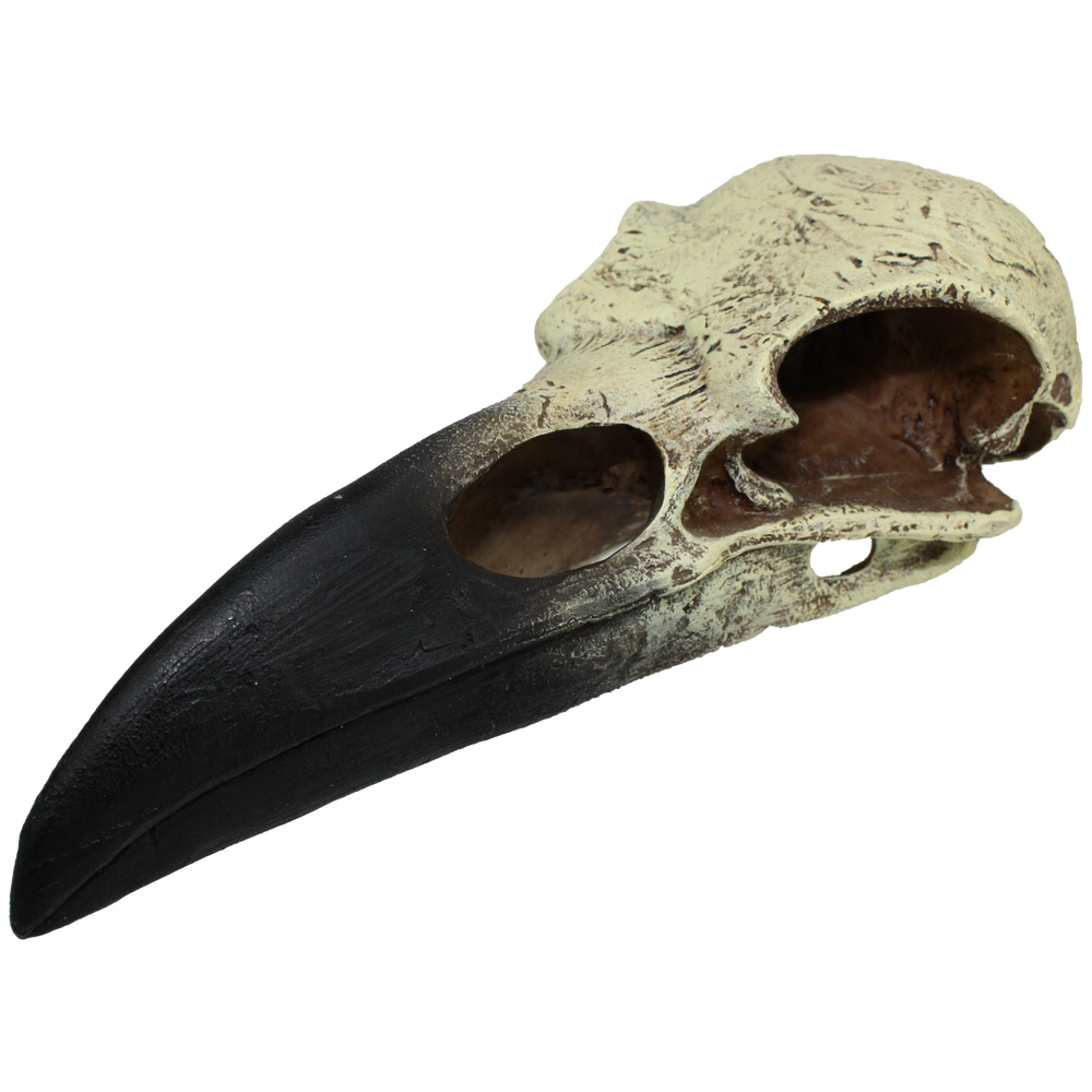 Komodo Raven Skull