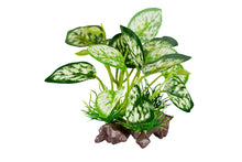 Load image into Gallery viewer, ReptiZoo Scindapsus aureus Plant 4.8&quot;
