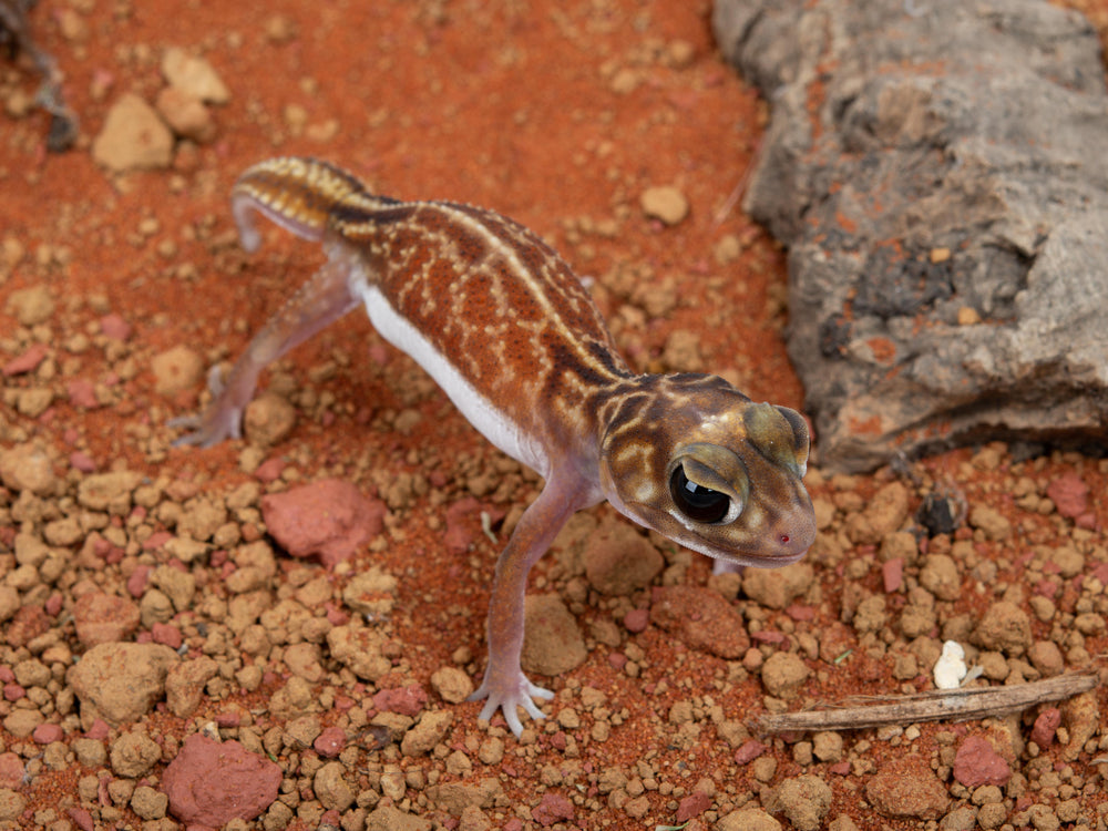 Female N.Vertebralis (NGNV-1123-12)