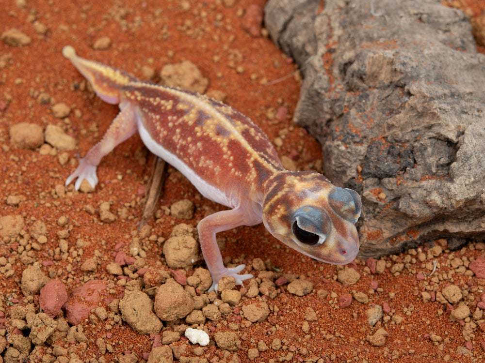 Female N.Vertebralis (NGNV-1123-14)