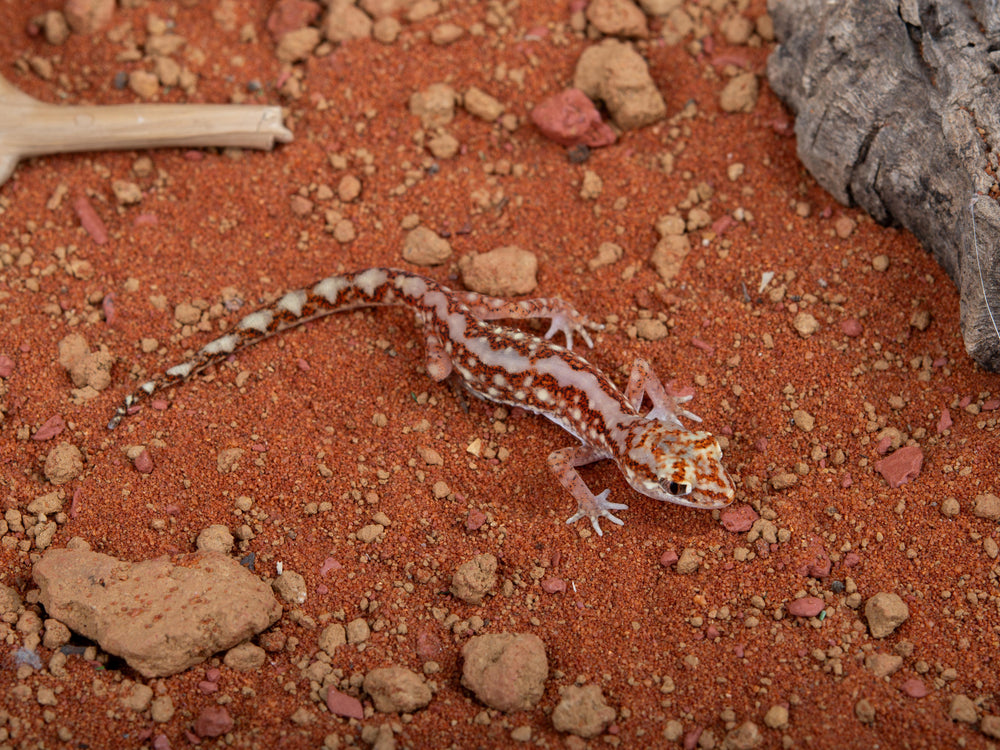 Unsexed Beaded Gecko (NGB-1205-13)