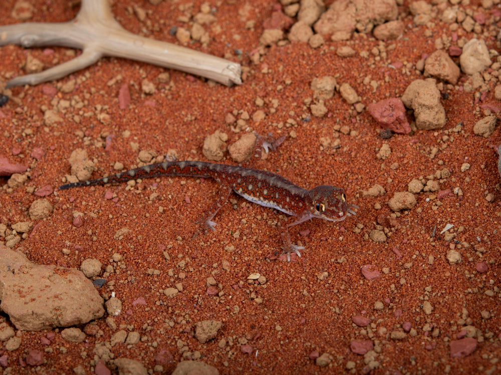 Unsexed Beaded Gecko (NGB-1205-14)