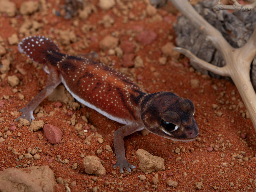 Double Het Albino Patternless (NGNLP-(ALP)-1)