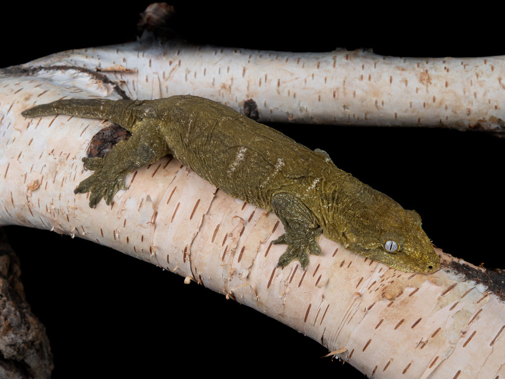 Female Troeger Mt Koghis Het Mel (GTKT(M)-1214-18)