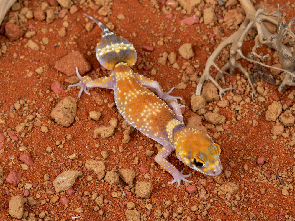 Male Hypo U.Milii (NGUM-0109-2)