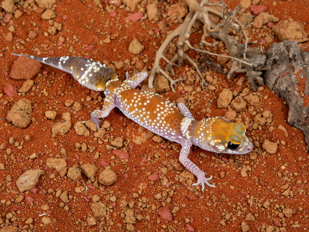 Female Hypo U.Milii (NGUM-0109-3)