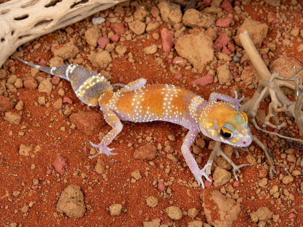 Female Hypo U.Milii (NGUM-0109-4)