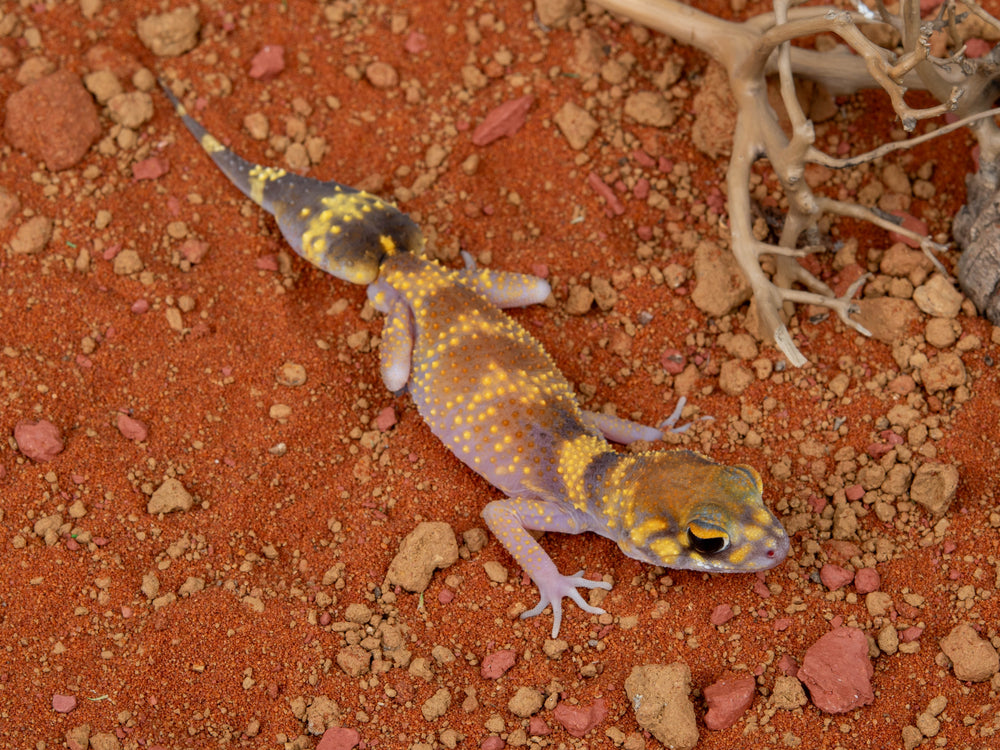 Male Hypo U.Milii (NGUM-0109-8)