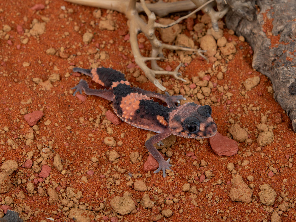 Male N.Wheeleri Wheeleri (NGWW-0109-13)