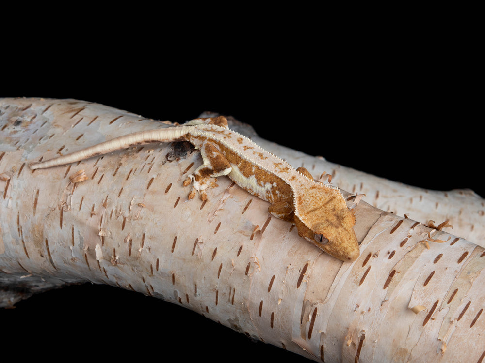 Probable Female Lilly White 100% Het Axanthic (LW(AX)-0118-11)