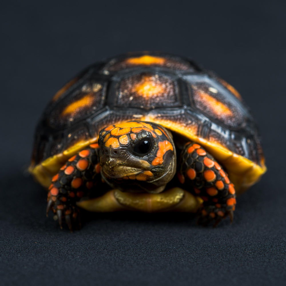 Red Foot Tortoise Baby