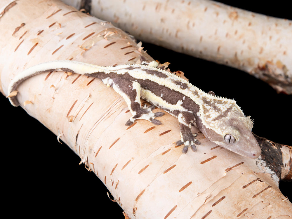 Lilly White Axanthic (LWAX-1017-35)