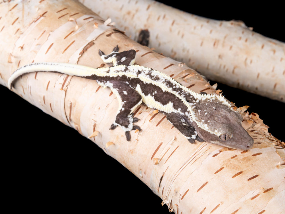 Male Lilly White Axanthic (LWAX-1017-44)