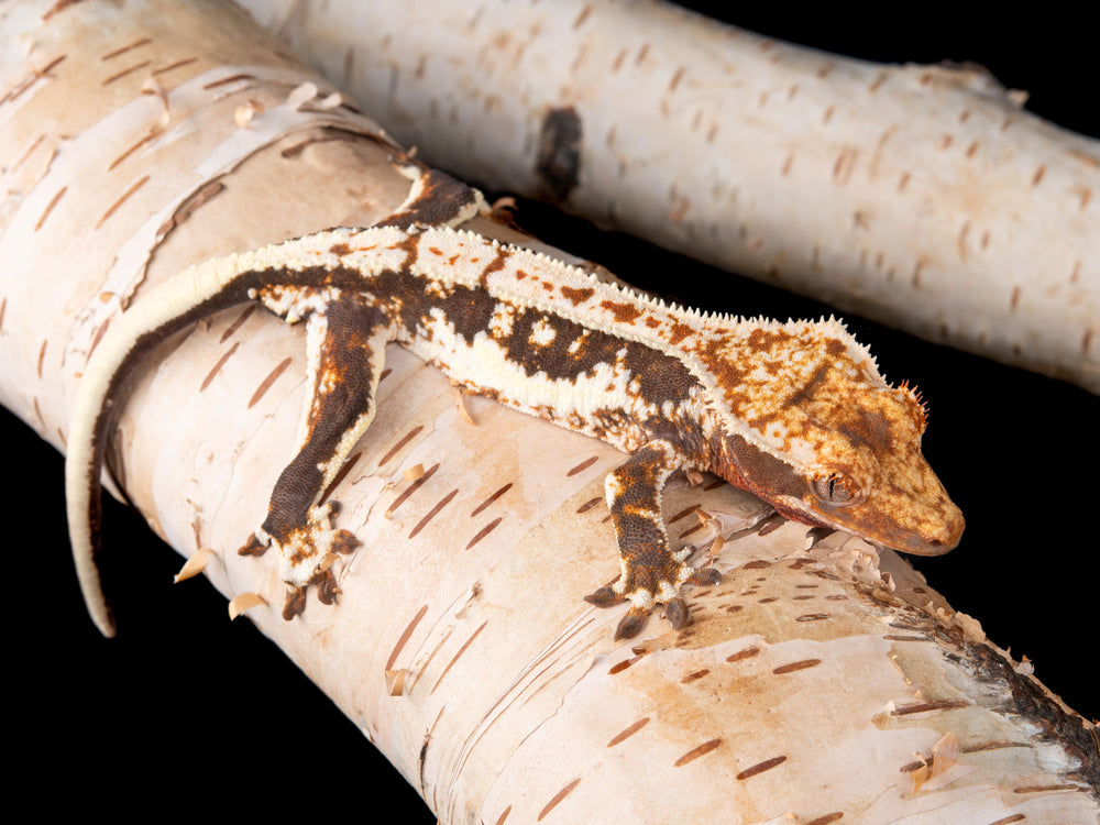 Lilly White Het Axanthic (LW(ax)-1017-46)