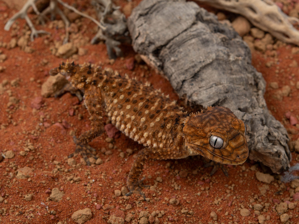 Male N. Amyae (NGNAM-1112-5)