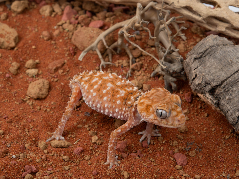 Male N. Amyae (NGNAM-1112-6)