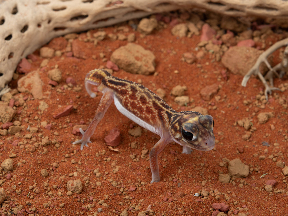 Male N. Vertebralis (NGNV-1112-7)