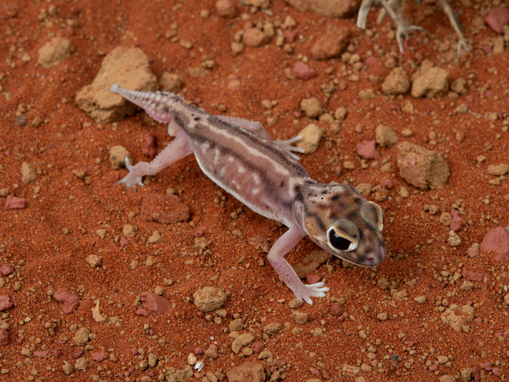 Male N. Deleani (NGND-1112-9)